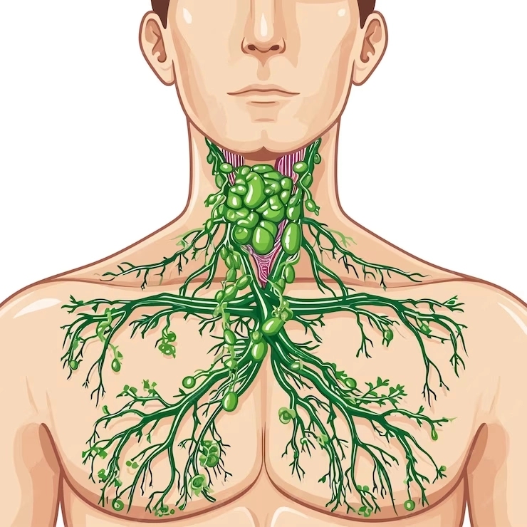 اختلالات عروقی و سیستم لنفاوی - تصویر ایلاستریتور از غدد لنفاوی و عروقی بدن